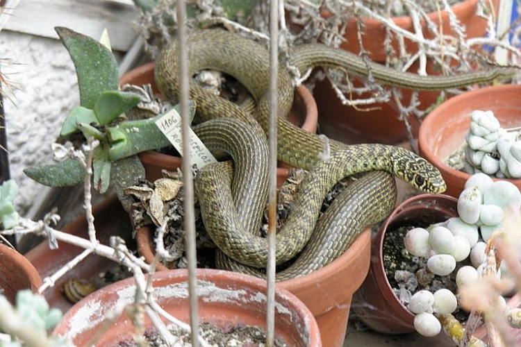 Hierophis viridiflavus.jpg © Jean-Jacques MILAN 12:22, 16 June 2007 (UTC)