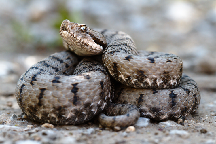 Vipera aspis aspis.jpg © Felix Reimann