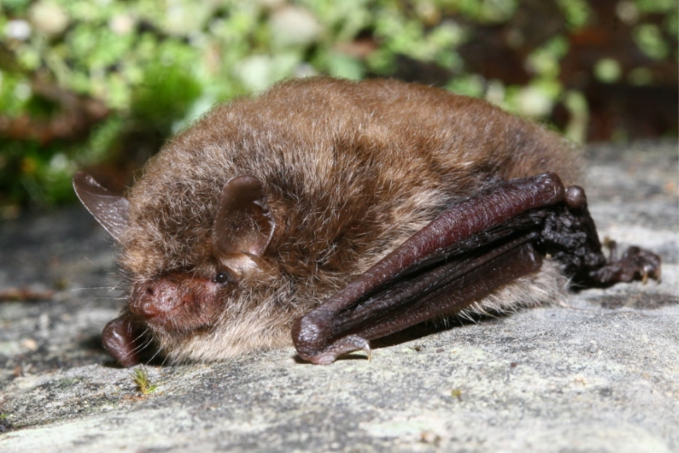 Myotis alcathoe - Manuel Ruedi - 2.JPG © Manuel Ruedi (Natural History Museum of Geneva)