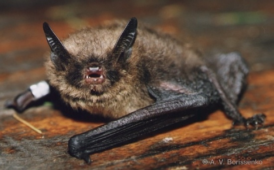 Myotis brandti.jpg © Борисенко