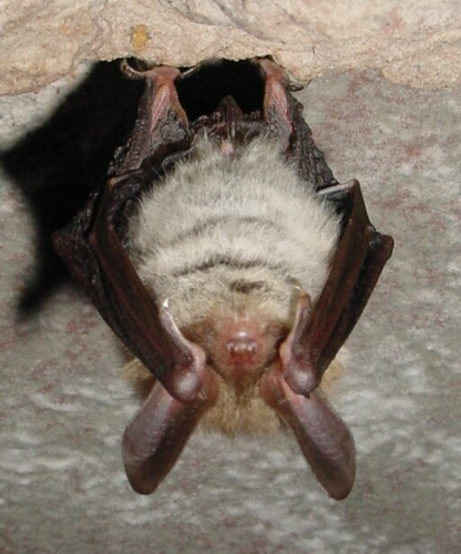 Vespertilion bechstein.jpg © Parc naturel régional des Vosges du Nord