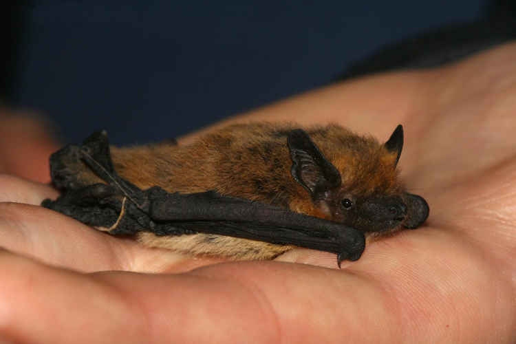 Pipistrellus kuhlii adult.jpg © Leonardoancillotto86