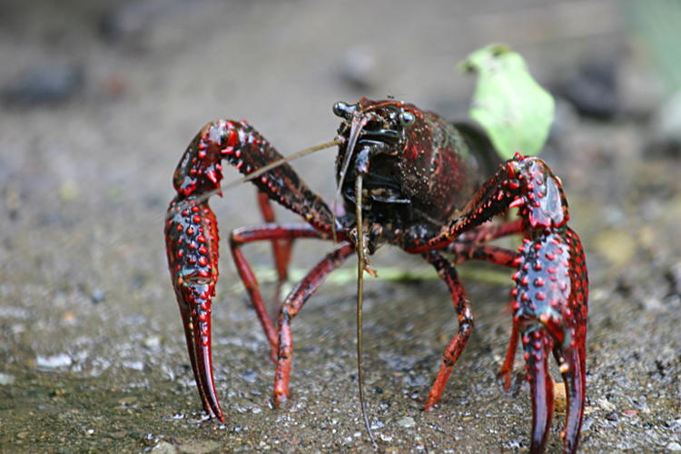 Procambarus clarkii.jpg © No machine-readable author provided. MikeMurphy assumed (based on copyright claims).