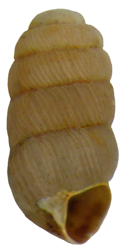 Truncatellina cylindrica (Férussac, 1807) (4176074059).jpg © Udo Schmidt from Deutschland