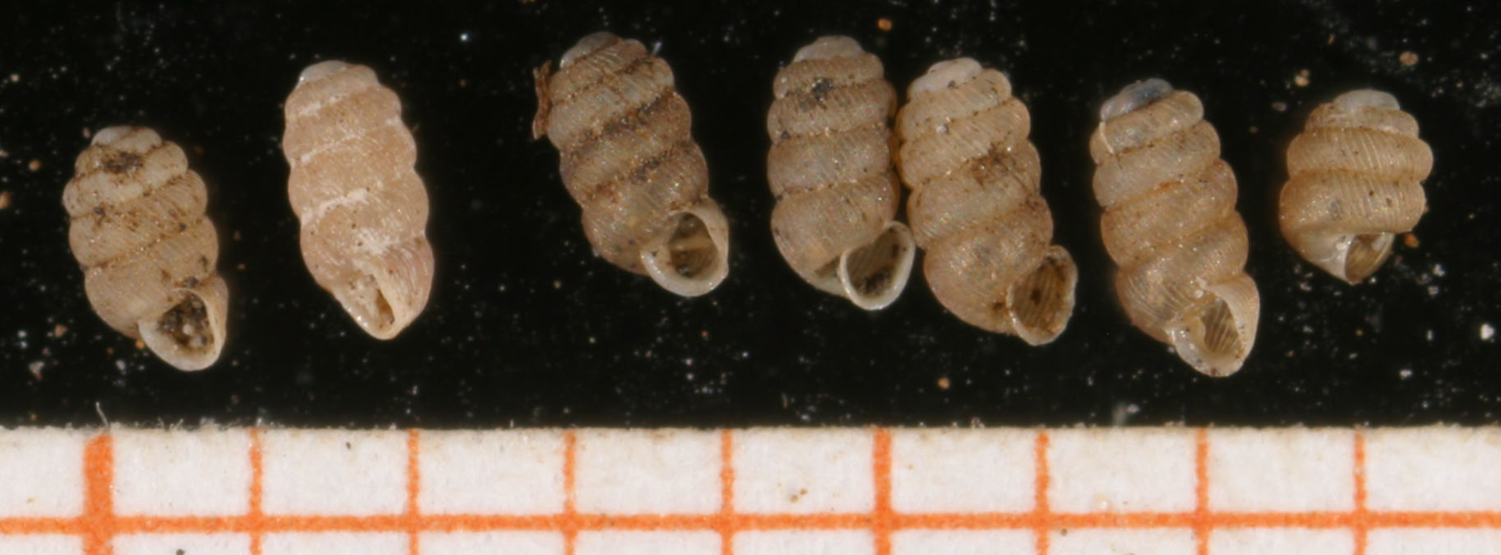 Truncatellina-callicratis 01.jpg © Francisco Welter Schultes [1]