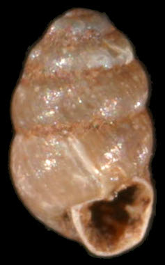 Vertigo pygmaea shell.jpg © Francisco Welter Schultes