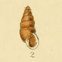 Bulimus obscurus (Sowerby).jpg © Keith Edkins