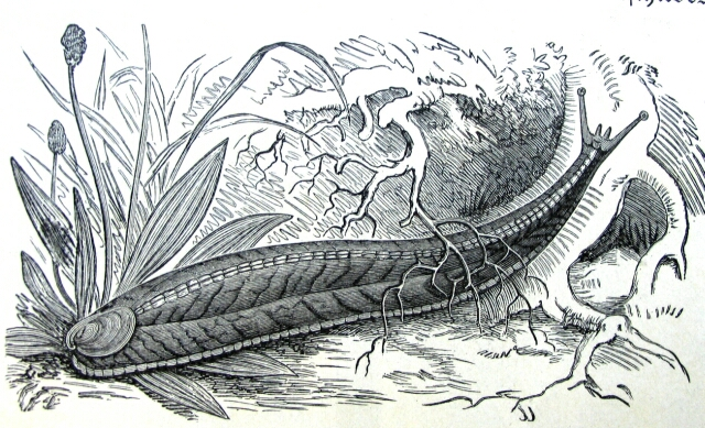 Testacella haliotidea.jpg © Snek01