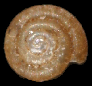 Punctum pygmaeum shell.jpg © Francisco Welter Schultes