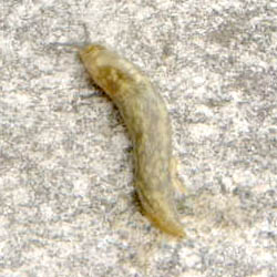 Limax flavus.JPG © Felagund