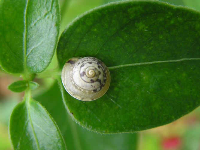 Hygromia cinctella FvL.jpg © Fvlamoen