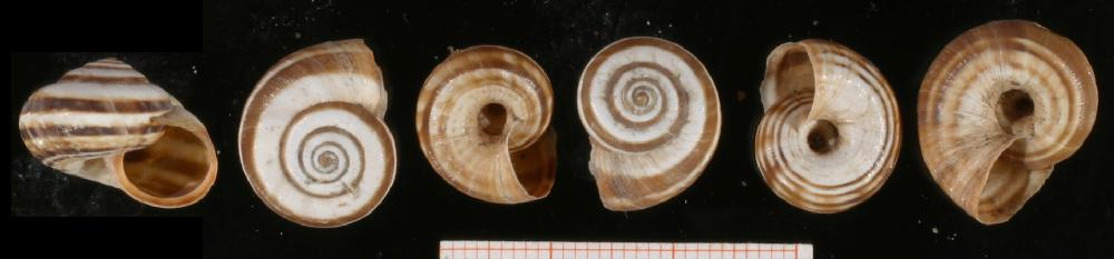 Cernuella-neglecta 01.jpg © Francisco Welter Schultes see here