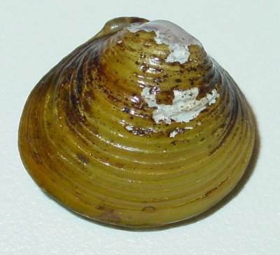 Corbicula fluminea.jpg © USGS