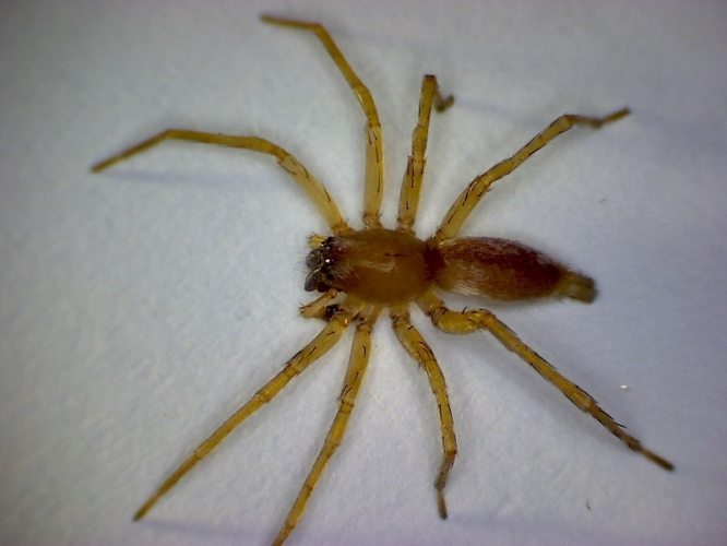 Clubiona terrestris.jpg © Lymantria