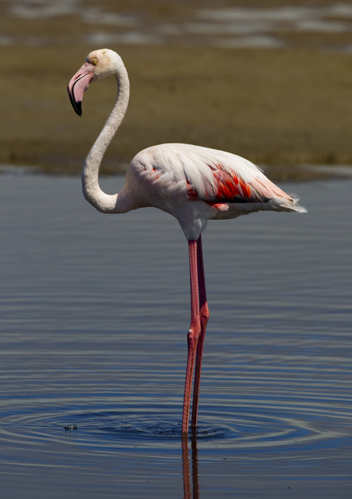 Phoenicopterus roseus (Walvis bay).jpg © Yathin S Krishnappa