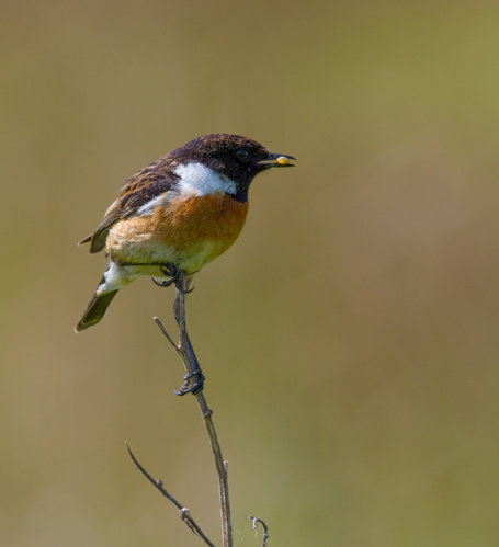 Saxicola rubicola clochdar y cerrig.jpg © Alun Williams333