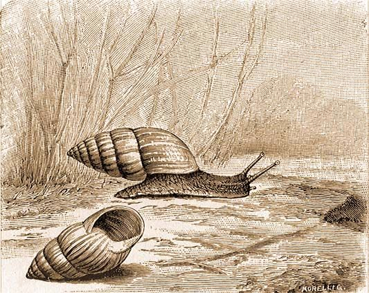 Zebrina detrita.jpg © Alfred Brehm