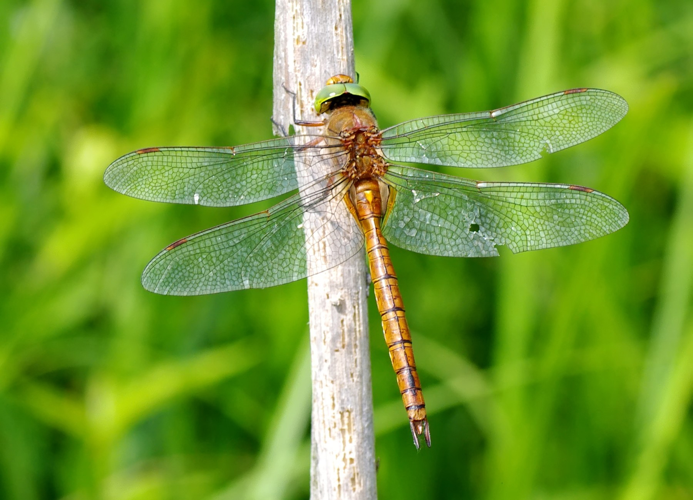 AeshnaIsocelesMale.jpg © Christian Fischer