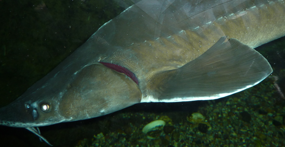 Acipenser baerii Kiemen.JPG © Haplochromis