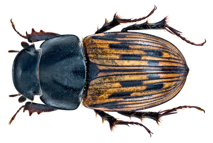 Aphodius (Acrossus) luridus (Fabricius, 1775) (15108549808).png © Udo Schmidt from Deutschland