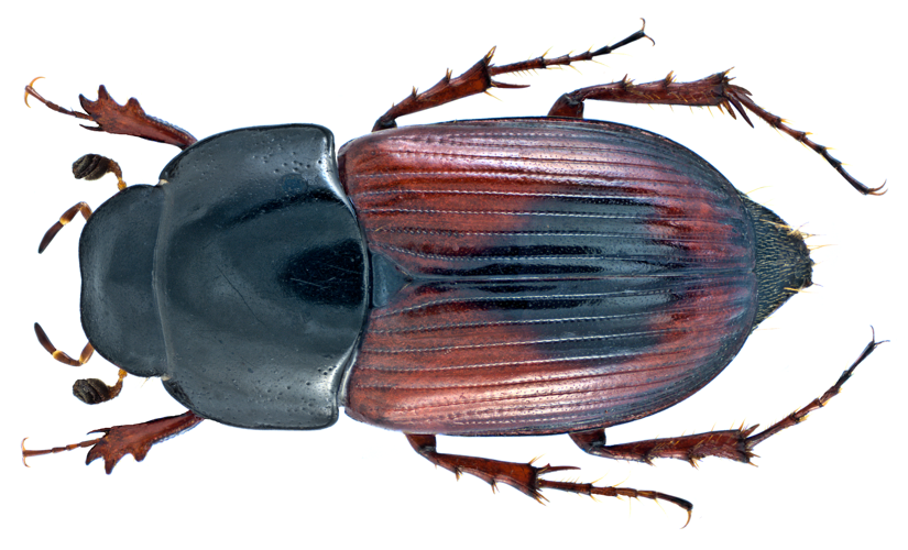Aphodius (Biralus) satellitius (Herbst, 1789) (15305545652).png © Udo Schmidt from Deutschland
