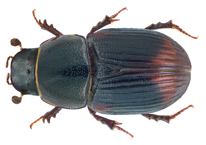 Otophorus haemorrhoidalis (Linné, 1758) Syn.- Aphodius (Otophorus) haemorrhoidalis (Linné, 1758) (31309576312).png © Udo Schmidt from Deutschland