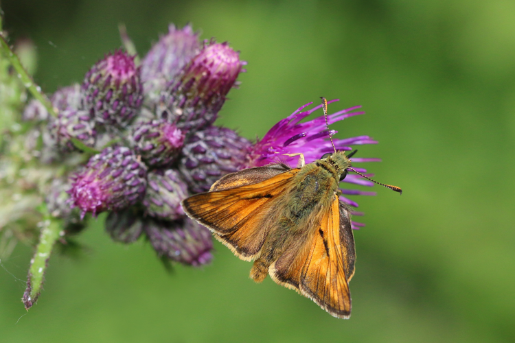 Large skipper butterfly (Ochlodes sylvanus) male 2.jpg © Charlesjsharp