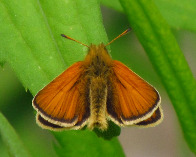 European Skipper, dorsal.jpg © D. Gordon E. Robertson