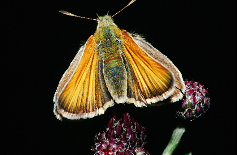 Thymelicus.sylvestris.2714.jpg © Olei