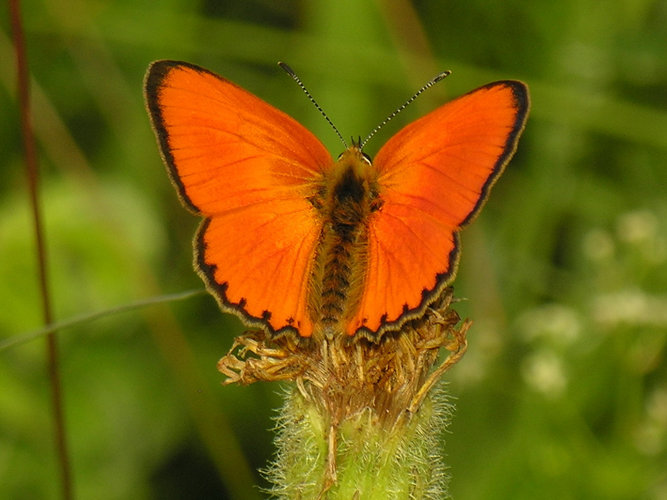 Lycaena virgaureae.JPG © Algirdas