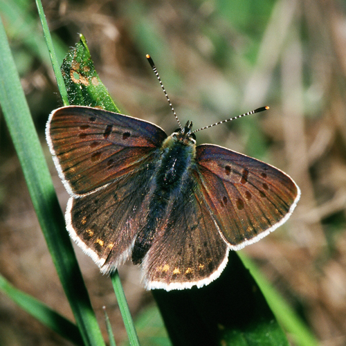 Lycaena.tityrus.2094.jpg © Olei