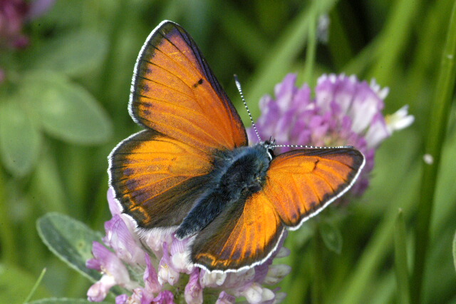 Lycaena.hippothoe.male.jpg © James K. Lindsey