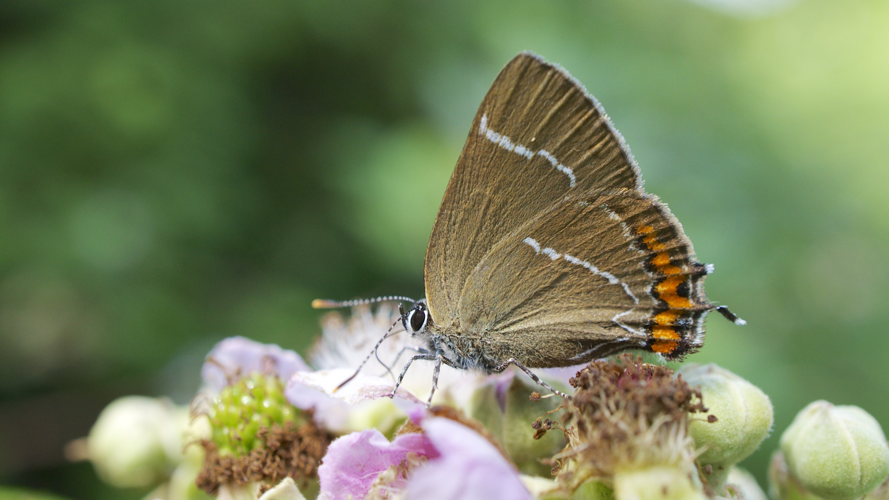White Letter Hairstreak (9430716950).jpg © Ian Kirk from Broadstone, Dorset, UK