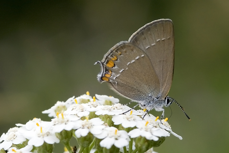 Satyrium acaciae.jpg © www.invertebradosdehuesca.com