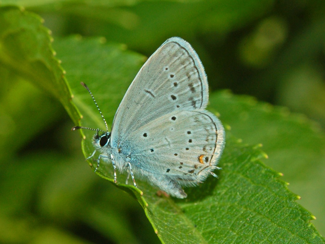 Lycaenidae - Cupido (Everes) alcetas.JPG © Hectonichus