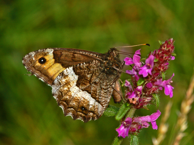 Satyrinae - Hipparchia cf, genava.JPG © Hectonichus