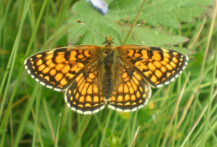 Melitaea parthenoides anvers.jpg © Joan Carles Hinojosa Galisteo