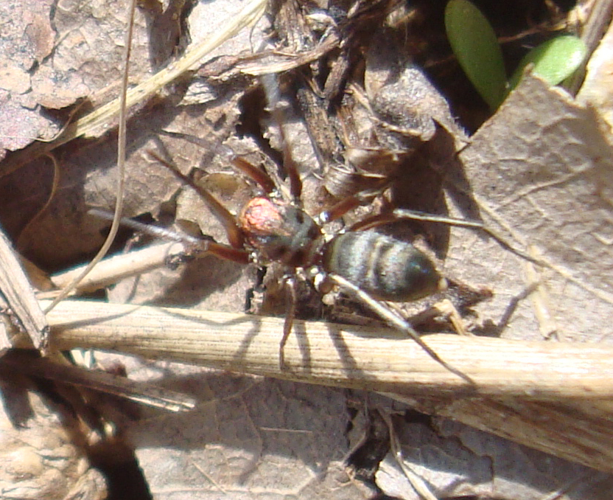 Pavouk01700.JPG © Dendrofil