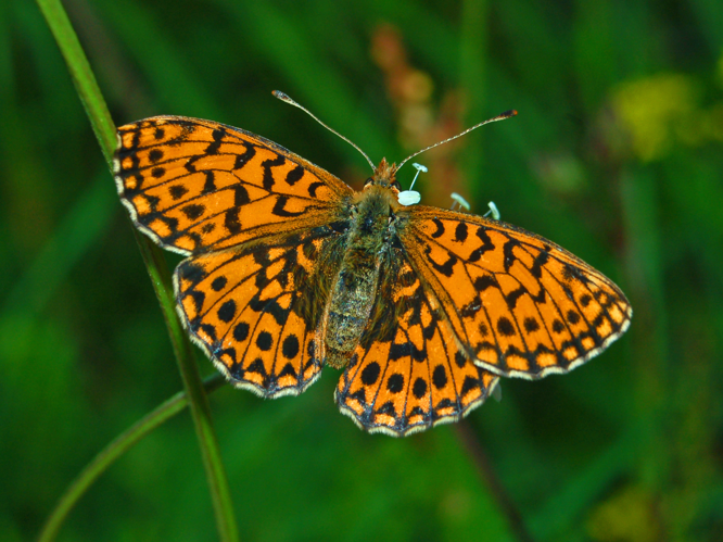 Nymphalidae - Boloria (Clossiana) dia.JPG © Hectonichus
