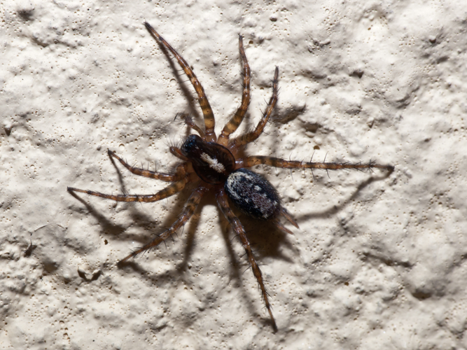 Araña en Valverde, Vilarromarís, Oroso.jpg © Luis Miguel Bugallo Sánchez