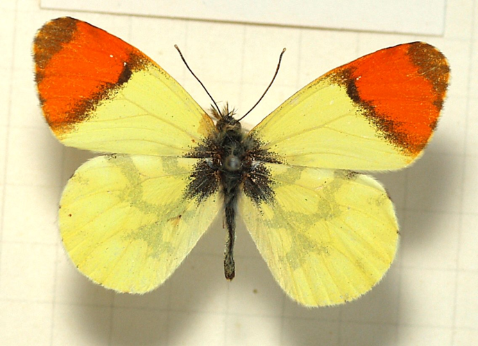 Anthocharis.euphenoides.mounted.jpg © Sarefo