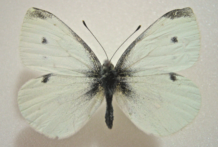 Pieris rapae male.jpg © Ypna