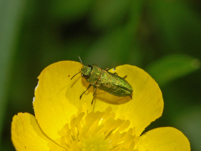 Buprestidae - Anthaxia nitidula - male.JPG © Hectonichus