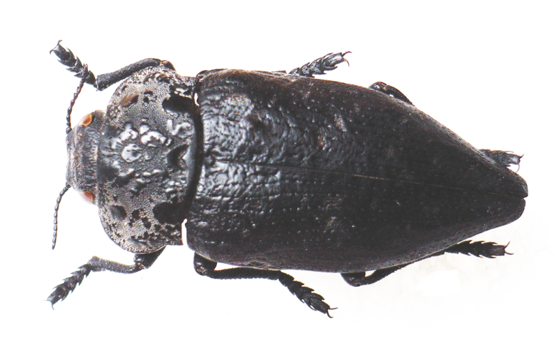 Capnodis tenebrionis bl.JPG © Siga