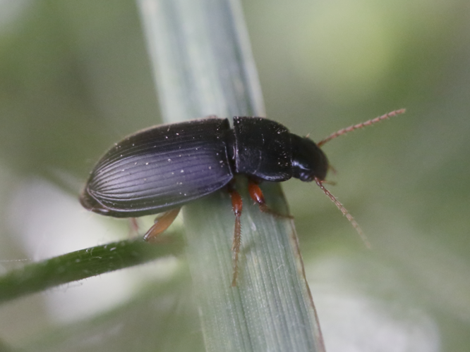 Pseudoophonus rufipes (Carabidae) (11068399886).jpg © gbohne from Berlin, Germany