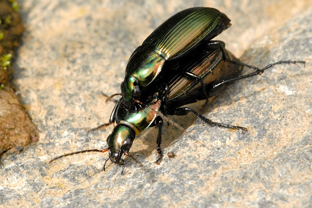 Poecilus.versicolor3.-.lindsey.jpg © James K. Lindsey