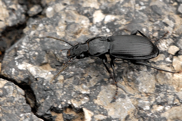 Pterostichus.melanarius.-.lindsey.jpg © James K. Lindsey