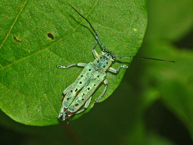 Cerambycidae - Saperda punctata.JPG © Hectonichus