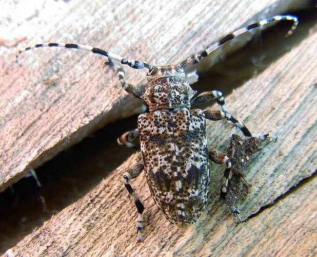 Aegomorphus clavipes up.jpg © Siga