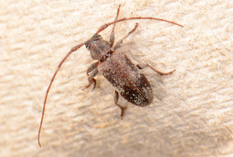 Exocentrus adspersus.jpg © Lymantria
